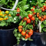 Best Containers For Planting Vegetables